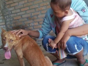 Pembantaian Belasan Anjing di Pacitan Dilakukan Enam Orang Pembantaian Belasan Anjing di Pacitan Dilakukan Enam Orang