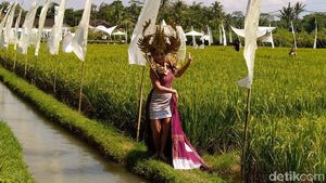 10 Foto Keindahan Fashion Show di Tengah Sawah Dekat Candi Borobudur