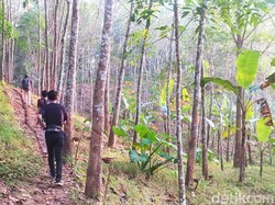 Menyusuri Jalan Hutan yang Dilintasi Ibu Hamil Ditandu di Pandeglang