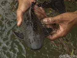 Viral Siomay hingga Abon Ikan Sapu-sapu, Amankah Dikonsumsi? Ini Kata Pakar