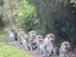 China Kehabisan Stok Monyet untuk Percobaan Laboratorium