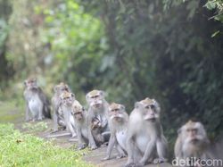 Lucu tapi Galak, Ini Monyet-monyet Taman Nasional Bali Barat