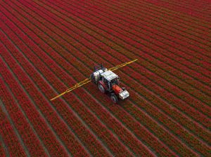 Terpukau Keindahan Bunga Tulip Bermekaran di Belanda
