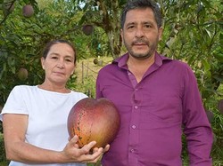 Rekor Mangga Terbesar di Dunia, Beratnya 4,25 Kilogram