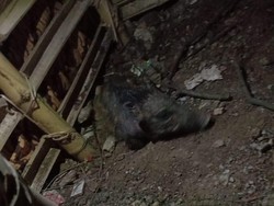 Telisik Mitos Babi Ngepet Asal Depok