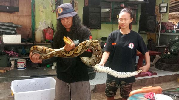 Penampakan Ular Piton 4 Meter yang Masuk Kandang Ayam