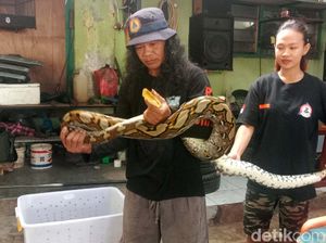 Penampakan Ular Piton 4 Meter yang Masuk Kandang Ayam