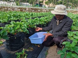 Pertamina Beri Modal Usaha dan Pelatihan untuk 37 Petani di Jabar