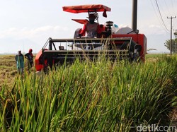 BPS Catat Ekspor Pertanian Januari-Mei 2021 Naik 13,39%