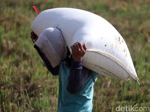 Holding BUMN Pangan Mau Dibentuk, Apa Saja Tugasnya? Holding BUMN Pangan Mau Dibentuk, Apa Saja Tugasnya?