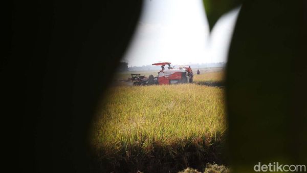 Keren Petani Jaman Now Panen Pakai Mesin Traktor