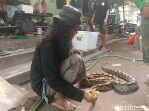 Hiii! Ular Piton 4 Meter Menyelinap ke Permukiman Warga di Kudus