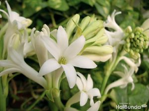 Mengenal Flora dan Fauna Khas Jawa Timur yang Jadi Maskot Daerah Mengenal Flora dan Fauna Khas Jawa Timur yang Jadi Maskot Daerah