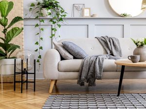 5 Jenis Tanaman Hias yang Cocok untuk Ruang Tamu