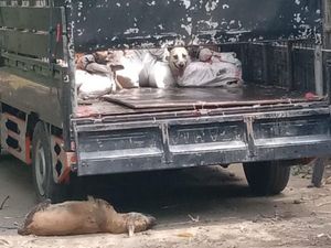 Pos Penyekatan Ini Gagalkan Penyelundupan 78 Ekor Anjing, 10 Sudah Mati