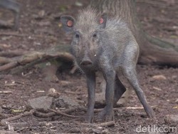 Cerita Babi Ngepet dari Sisi Ilmiah