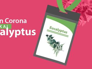 Lawan Corona Pakai Eucalyptus