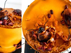 Unik! Wanita Ini Beri Kejutan Kue Ultah Bergambar Kecoak untuk Suaminya