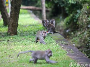 Video Monyet-monyet Kelaparan di Bali Serbu Rumah Warga