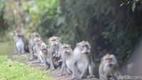 Monyet-monyet di Bali Berkeliaran di Jalan Minta Makan