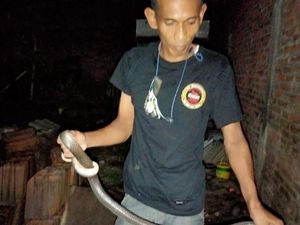 Bikin Merinding! Sepasang Ular Kobra Ngumpet di Rumah Warga Klaten