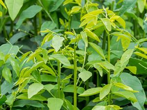 5 Manfaat Daun Katuk untuk Ibu Menyusui Menurut Sains 5 Manfaat Daun Katuk untuk Ibu Menyusui Menurut Sains