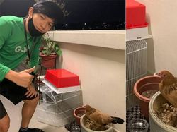 5 Tugas Aneh Pengantar Makanan, Taruh Ayam di Kandang hingga Gambar Dinosaurus!