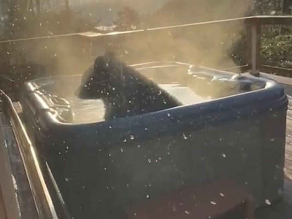 Ah Segarnya, Ada Beruang Numpang Berendam di Jacuzzi Ah Segarnya, Ada Beruang Numpang Berendam di Jacuzzi