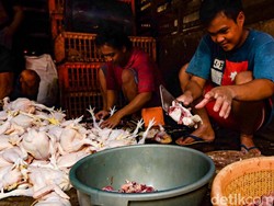 Doa dan Tata Cara Menyembelih Ayam Sesuai Syariat Islam