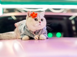 Kenalan dengan Mao Mao, Model Kucing Berpenghasilan Hingga Rp 88 Juta Sebulan