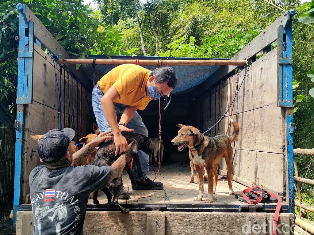 Penindakan Penyelundupan Anjing Kulon Progo Pertama di RI? Ini Kata Jaksa