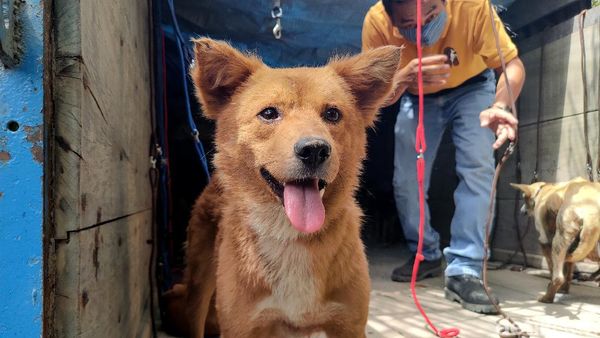 Nasib 67 Anjing yang Gagal Diselundupkan Gegara Penyekatan Pemudik
