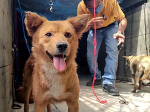 Nasib 67 Anjing yang Gagal Diselundupkan Gegara Penyekatan Pemudik