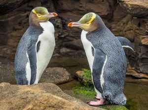 Gegara Covid-19 Penguin Khas Selandia Baru Makin Terancam Punah