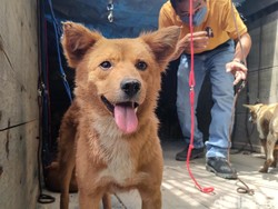 67 Anjing yang Gagal Diselundupkan karena Pos Penyekatan Dievakuasi