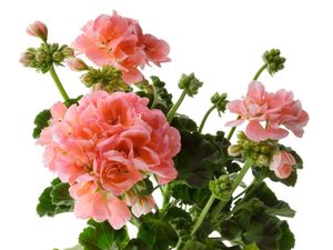 4 Tanaman Hias yang Mengharumkan Ruangan Secara Alami