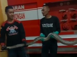 Ular Sanca dan Kobra Bikin Geger di Lamongan
