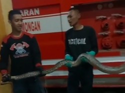 Ular Sanca dan Kobra Bikin Geger di Lamongan