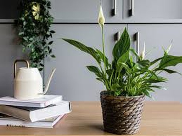 foto: Peace Lily/thespruce.com
