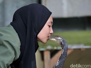 Dipelihara Gadis Bandung, Rambo Masih Miliki Taring Mematikan! Dipelihara Gadis Bandung, Rambo Masih Miliki Taring Mematikan!