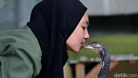 Kenalin, Icha Si Gadis Penakluk King Cobra