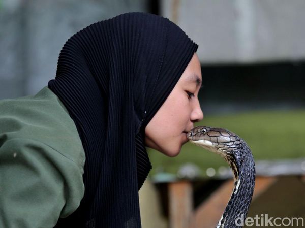 Kenalin, Icha Si Gadis Penakluk King Cobra
