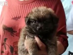 Kotak Misteri Berisi Hewan Marak di China, Picu Kemarahan Publik