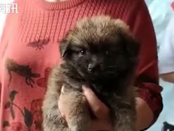 Kotak Misteri Berisi Hewan Marak di China, Picu Kemarahan Publik