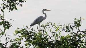 Melihat Lagi Ragam Spesies Burung di Perairan Jakarta