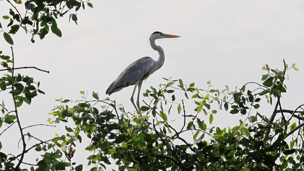 Melihat Lagi Ragam Spesies Burung di Perairan Jakarta