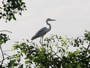 Melihat Lagi Ragam Spesies Burung di Perairan Jakarta