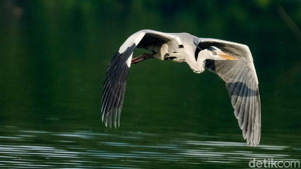 Potret Hari Migrasi Burung Sedunia di Perairan Jakarta