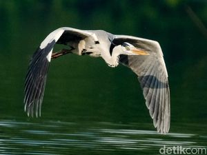 Potret Hari Migrasi Burung Sedunia di Perairan Jakarta