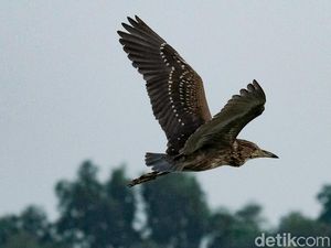 3 Tipe Persebaran Fauna di Indonesia, Ada di Mana Saja?